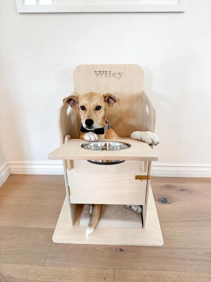Bailey Chair for Dogs with Megaesophagus