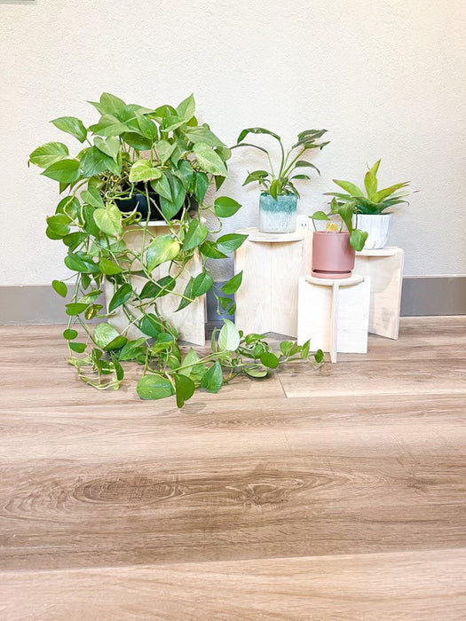 LACEY - Plant Stand Set of 4 - Minimalist Plant Holder - Indoor Plant Stand - Wood Plant Stand - Tall Wood Plant Shelf